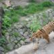 тигр киевский зоопарк