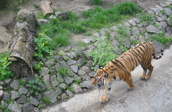 тигр киевский зоопарк